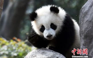 大熊猫最火网红排名,大熊猫成网红