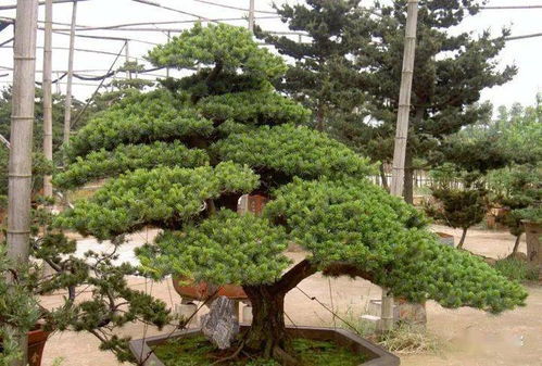 30种 最吉祥的庭院主景树