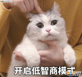 谁还不是个小可怜图片 少和我来这套橘猫表情包下载 乐游网游戏下载 