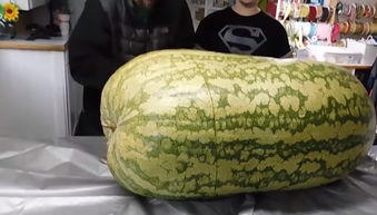 世界最大的西瓜2000斤图片 世界最大西瓜365斤