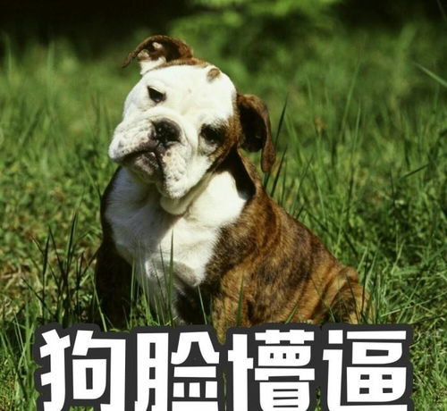 研究证明,母犬比公犬更聪明 那我可真不敢养母哈士奇了