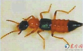 请问这是什么虫子,身体红黑想间的,房间里发现的,会有毒吗 