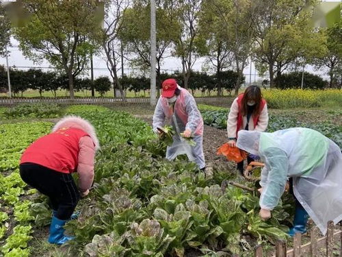 废弃荷塘变爱心菜园,松江这里的村民种植蔬菜免费送邻里