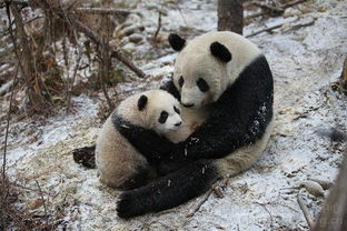 熊猫一胎生几个崽 