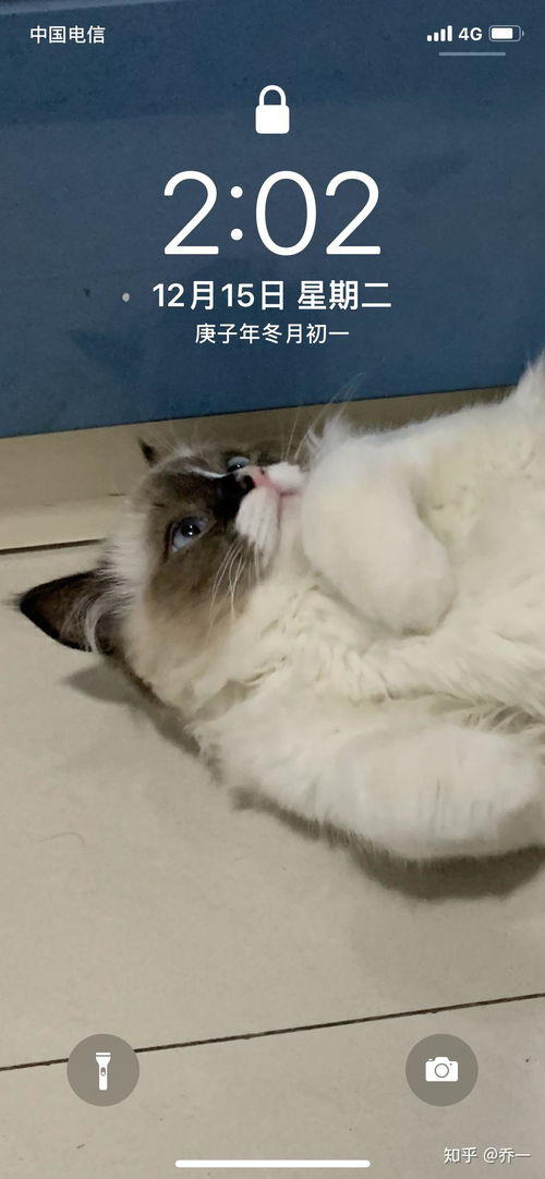 闲鱼上800的布偶猫可以买吗 