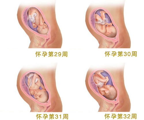 四个月胎儿图 怀孕四个月胎儿图