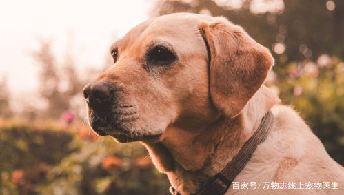 养犬新规下,文明养犬你做到了吗