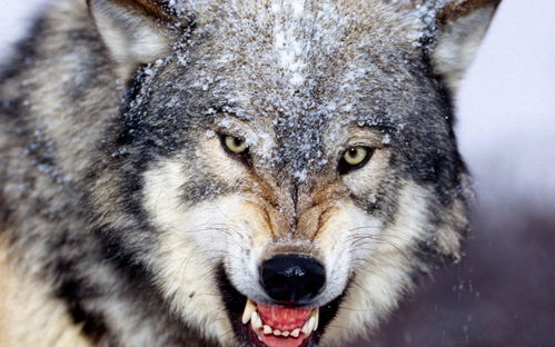 狼的叫声怎么形容,警告和领地主张。