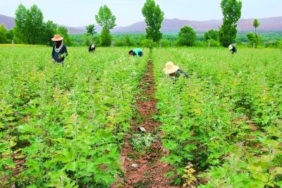 临夏积石山县大河家镇周家村村民在地里育苗锄草 