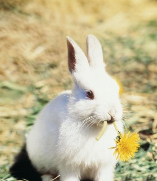 心理测试 你最喜欢哪一只小兔子,测在你身边有多少追求者