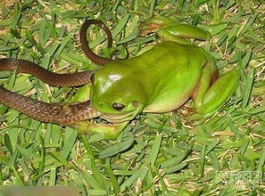 南美洲突现新蛙种 食人蛙体型巨大能喷射毒液