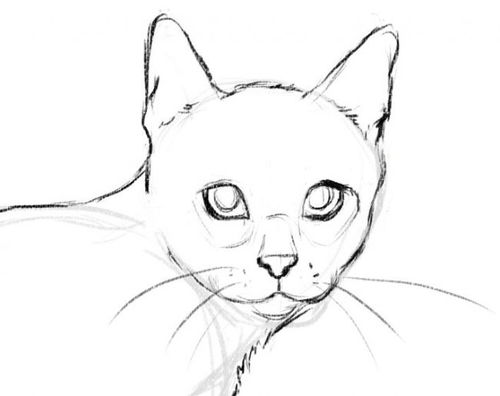 画猫教程 教会你如何画一只猫 普画网 