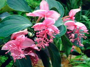 宝莲灯花的养护方法，花期有多长,宝莲灯花的养护方法，花期有多长