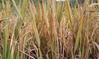 请问专家,水稻里面是什么昆虫,危害很大,现在水稻没成熟都要收,像这样的虫我们还有什么办法可以引对嘛 