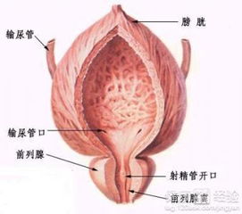 前列腺炎怎么防治