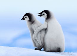 与一只胖企鹅相互依偎(两个企鹅抱在一起)