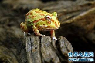 角蛙饲养环境是怎样的呢 这种蛙还被称为宠物蛙 