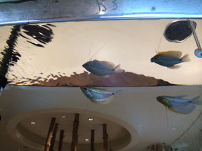 为什么鱼缸的水面跟镜子一样 .确定不是顶部 鱼还能透过水面呼吸的 装饰的叶子也有一部分在水面上.求 