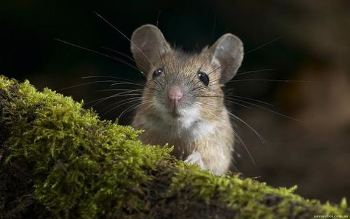 为什么现在农村的老鼠比以前少了 这个原因你可能不信 
