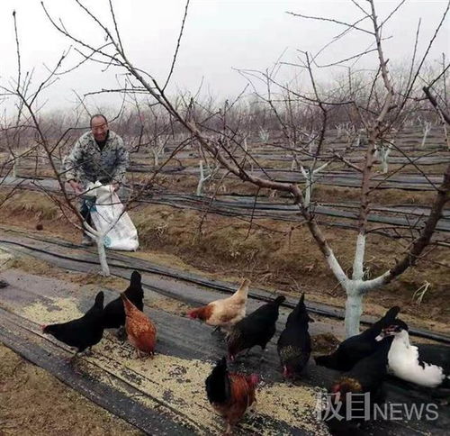 城里人到乡间捉活鸡现杀带走 留汉过年 让乡土年货更火 