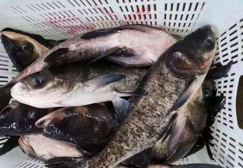 2023年淡水鱼价格上涨原因