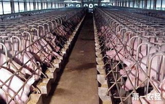 正大与私人养殖场合作养猪 回购时千余生猪被私人老板偷卖掉