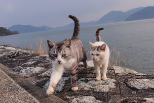 日本猫岛小盘点,哪些才 名副其实