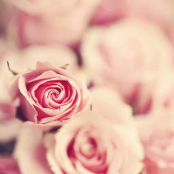 粉玫瑰花语录：甜蜜的恋情与独特的爱情宣言