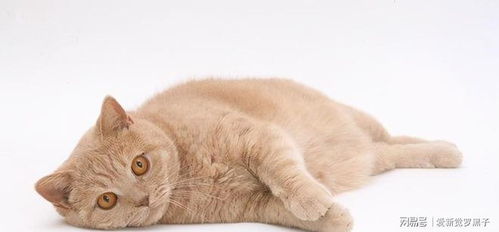 英国短毛猫最受欢迎的几种颜色,有你家的吗