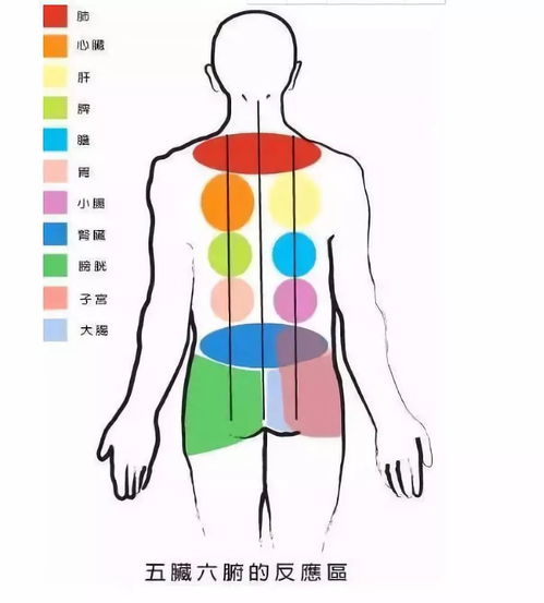 手掌五脏六腑反射区图