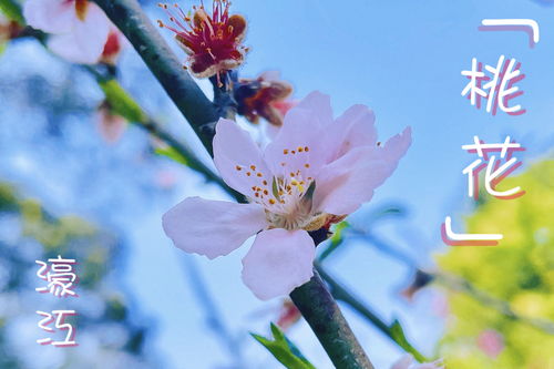 走,去濠江,招 桃花运