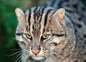 自然界最难养的猫科动物不是老虎狮子,而是渔猫 