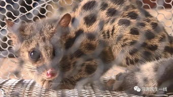稀奇 河源发现1只 小狸猫 ,竟是国家二级保护动物