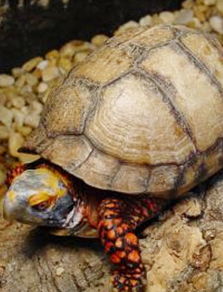 卡罗莱纳箱龟价格及图片 卡罗莱纳箱龟怎么养吃什么和能长多大活多久 爱宠网 