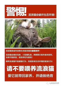 为什么,我不建议喂养流浪猫 