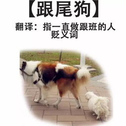 粤语特有的15种狗,其他地方少有 第2种直接笑喷 