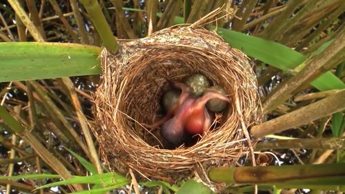 为何杜鹃鸟一出生就会推走其他鸟蛋 动物 动物世界 杜鹃鸟 