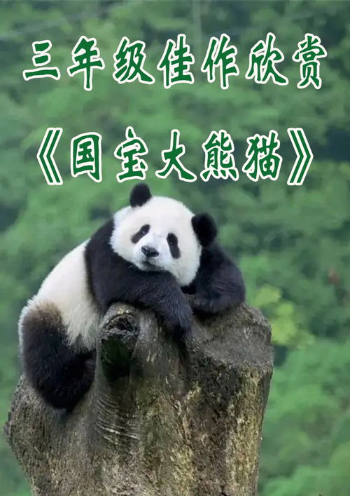 大熊猫的特点作文(大熊猫的特点作文300字三年级)