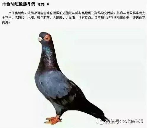 鸽子品种介绍配文字说明 绝版收藏 