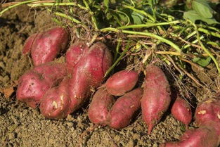 红薯花怎么养,红薯渣怎么发酵养花？