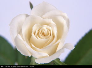 白玫瑰一样的父爱