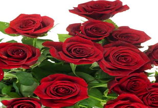 红色花语：热情、浪漫、爱情与神秘