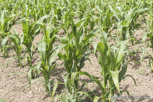 玉米几片叶追肥最好 亩产1800斤的玉米叶面追肥方案,收藏备用