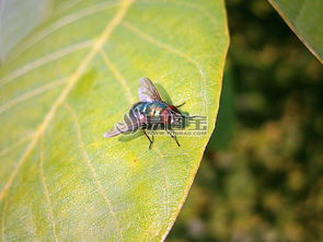 绿叶上的苍蝇商用正版图片下载 图片ID 1582385 动物世界 正版图片 