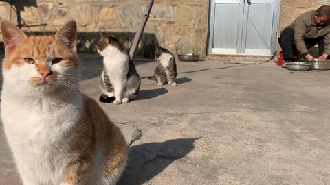 农村里的养猫大户,猫咪特别有规矩,门口排排坐
