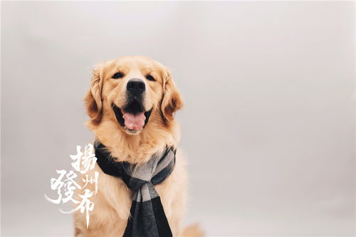 你家狗狗拍写真了吗 扬州宠物摄影师生意好得很