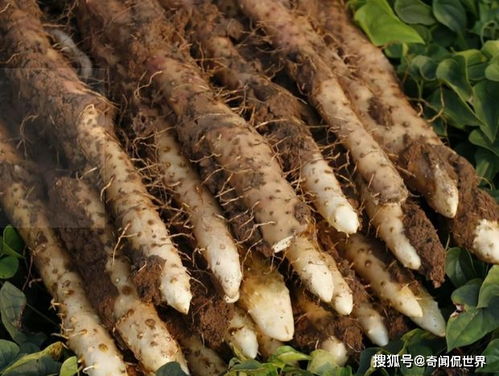 毛山药和铁棍山药区别