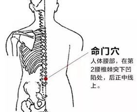 温敷四穴 强身健体