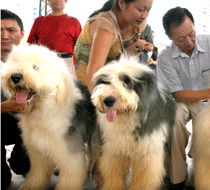 重庆市犬业协会首开纯种犬身份鉴定活动 