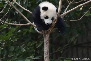 图话滚滚 大熊猫幼崽树梢耍赖拒绝下树,熊猫奶妈爬树 活捉熊猫 